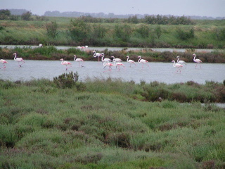 flamingoer.1.jpg