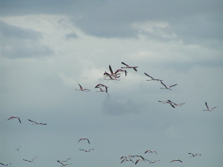 flyvende.flamingoer.jpg