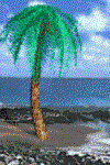 palme.kokos.gif